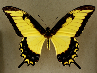 Heraclides astyalus, Broad-Banded Swallowtail